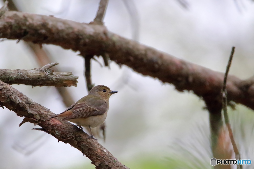 今日の第一野鳥