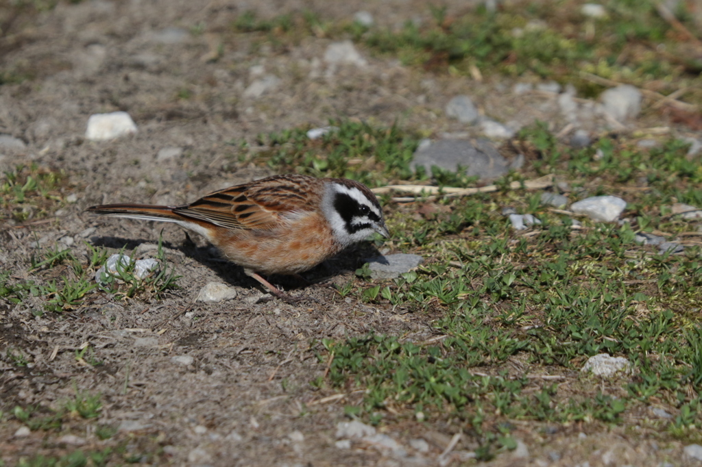 ホウジロ2