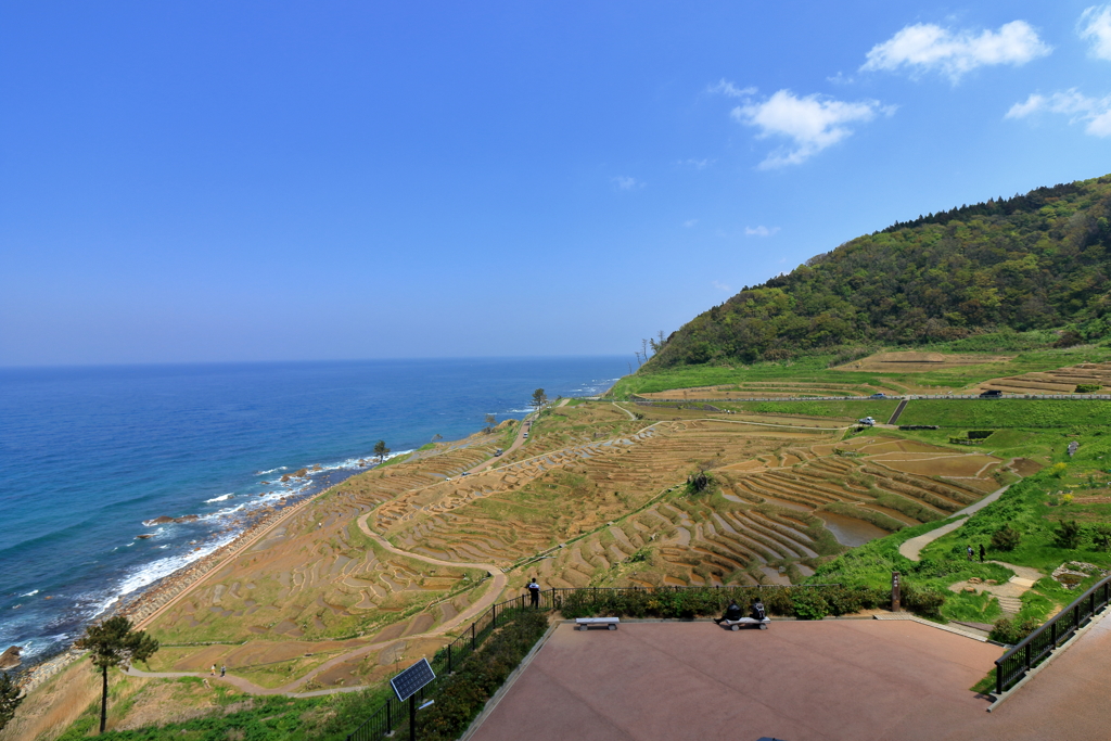 千枚田
