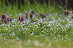 小さな　お花畑