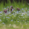 小さな　お花畑