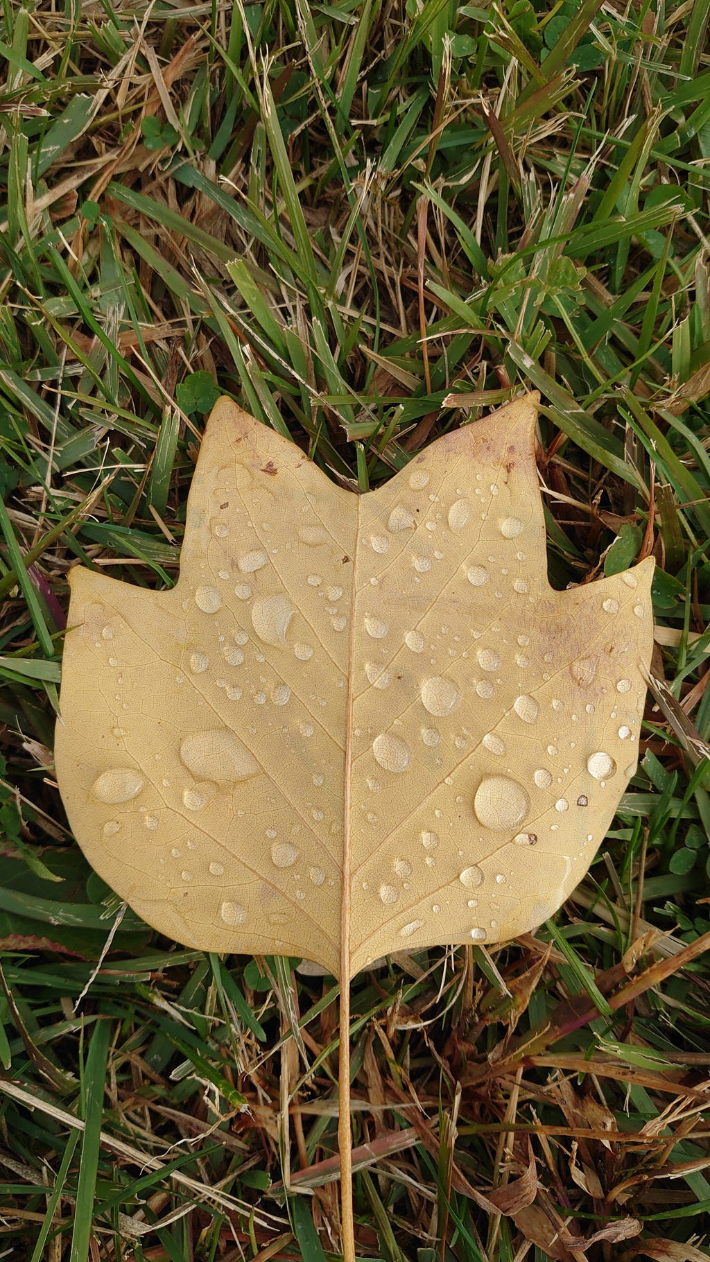 雨上がり