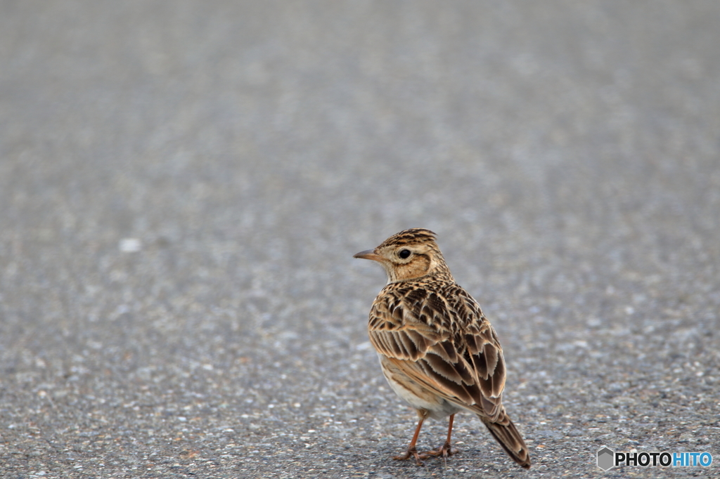 ヒトを気にせず