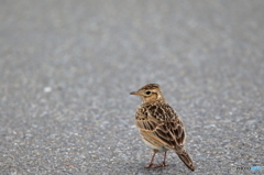 ヒトを気にせず