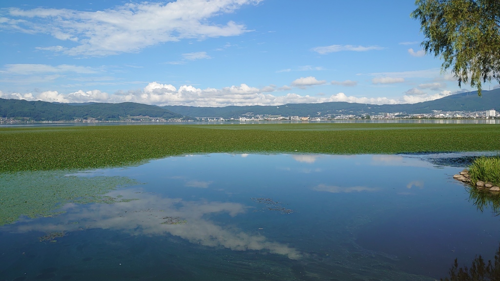 ここは諏訪湖なのに水田？