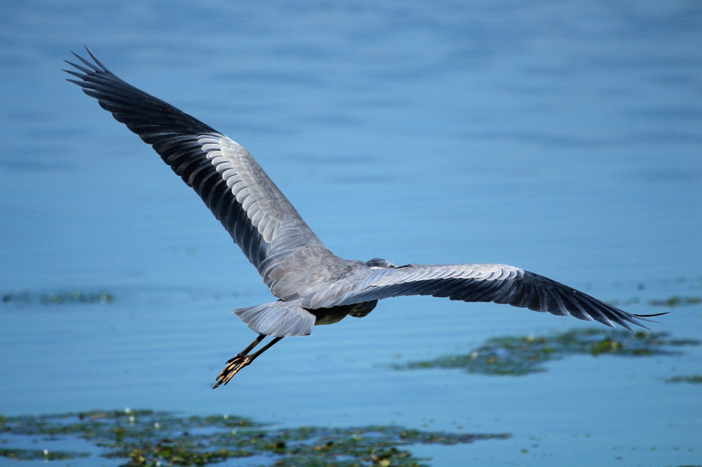 今日のアオサギ　１