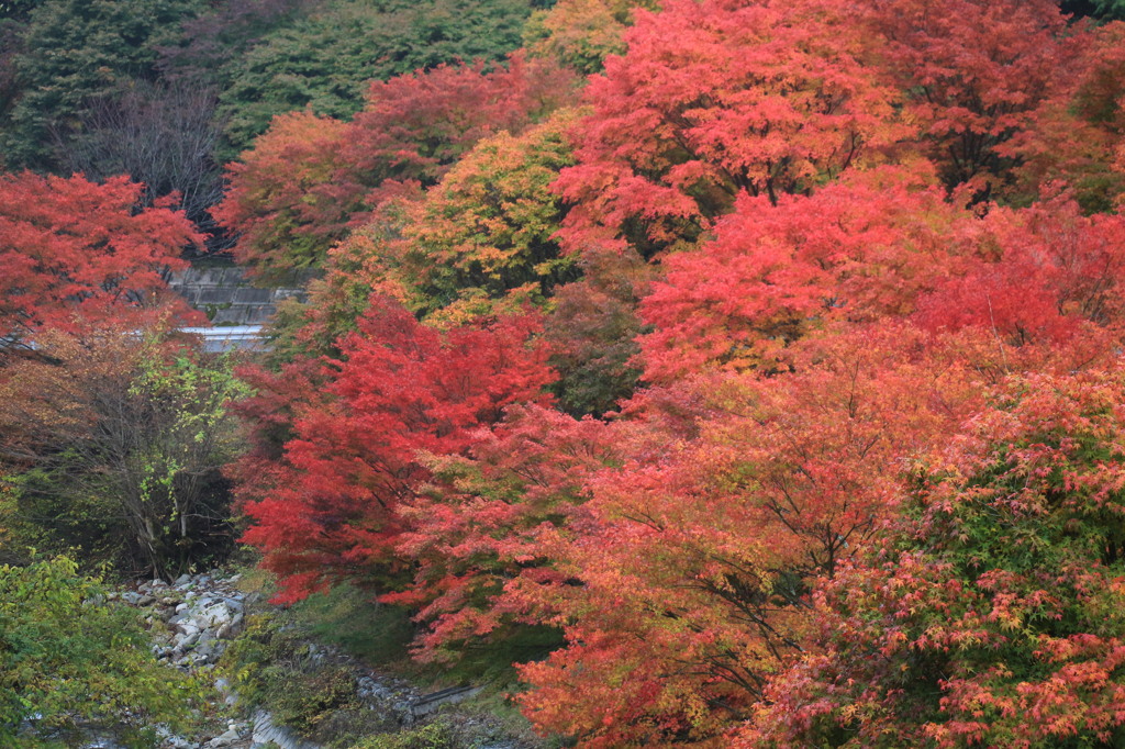 紅様々