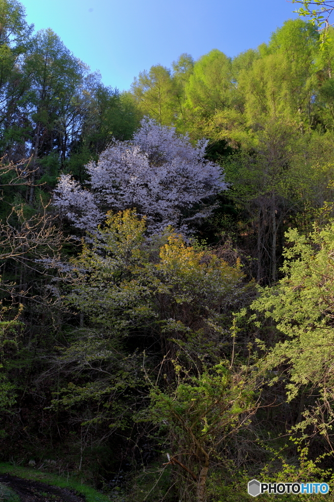 新緑に山桜