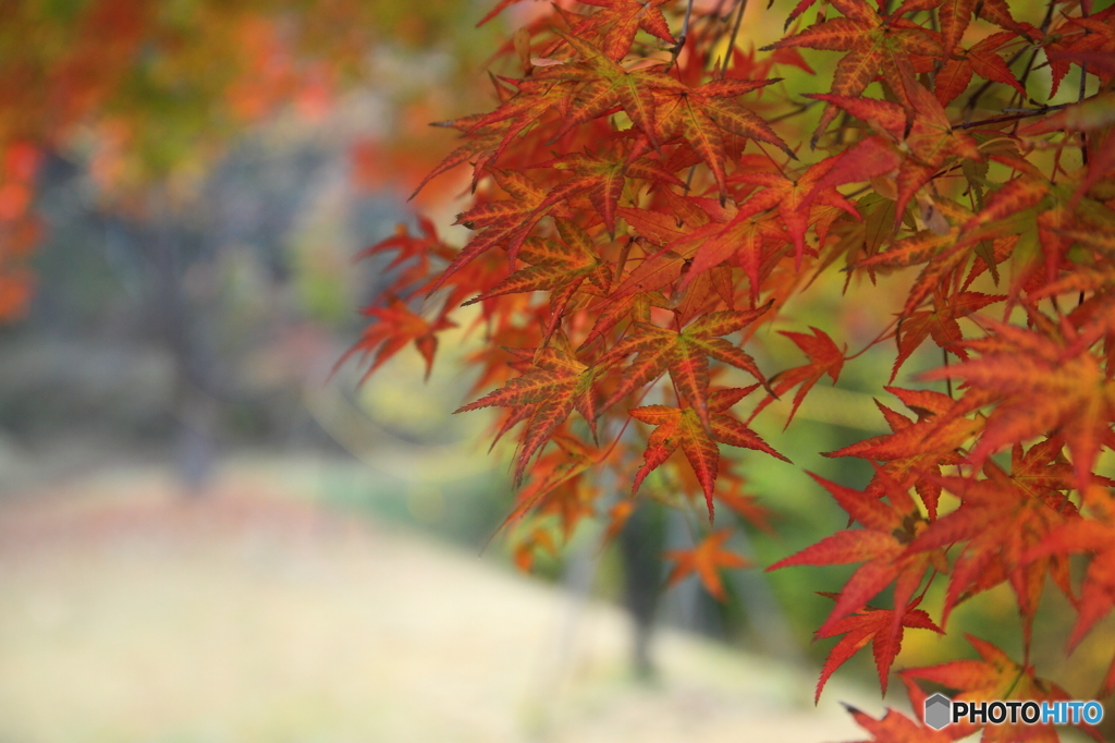 まだ早い　紅葉狩り (5)