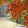 まだ早い　紅葉狩り (5)