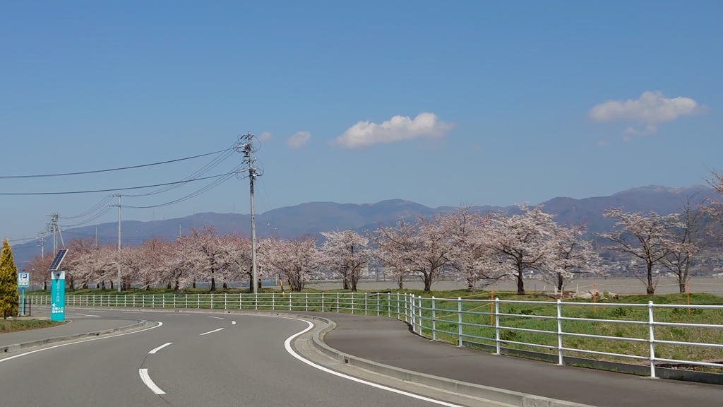 今週末見頃かな