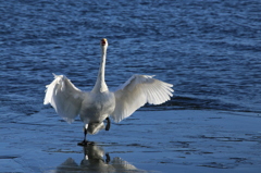 秘技　白鳥の湖　2/4