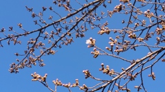 大きな木の一輪咲き