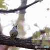 アオゲラ