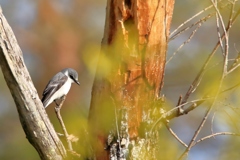 サンショウクイ♀