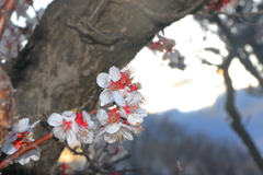梅 (3)
