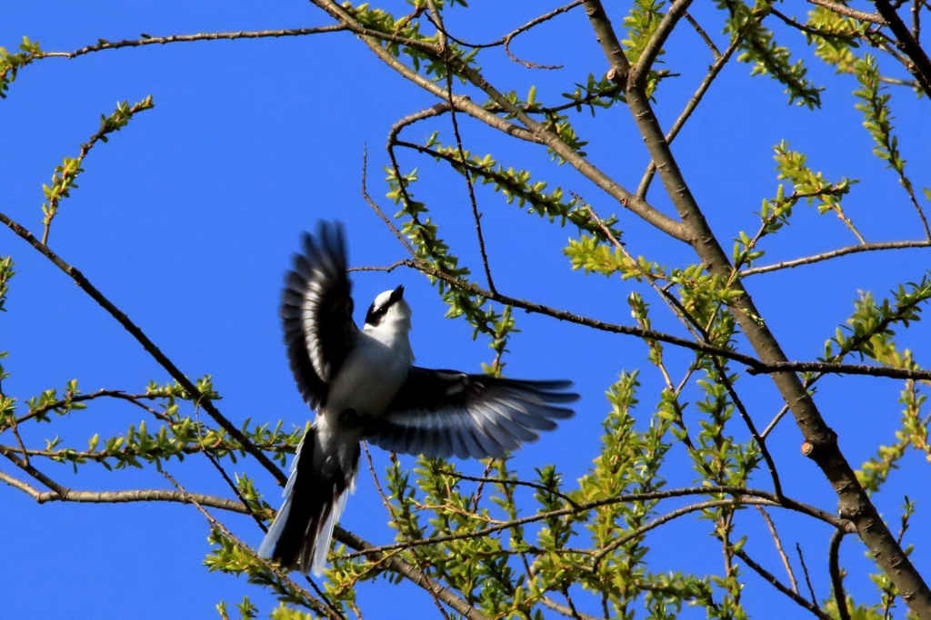 初めまして　サンショウクイ　♂