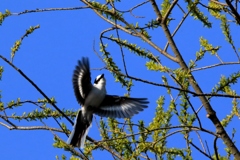 初めまして　サンショウクイ　♂