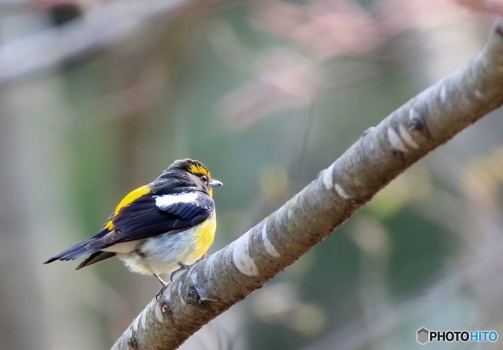 今日もキビタキ (4)