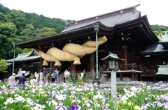 20150602宮地嶽神社 菖蒲 008