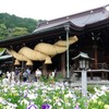 20150602宮地嶽神社 菖蒲 008