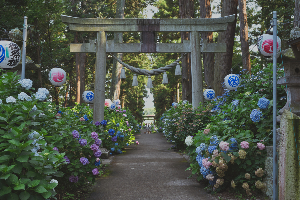 磯山神社のあじさい