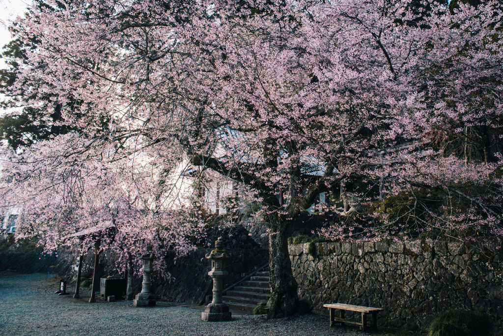 村山浅間神社の桜