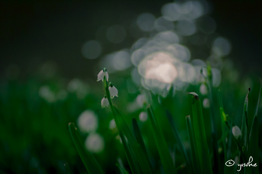 Leucojum aestivum