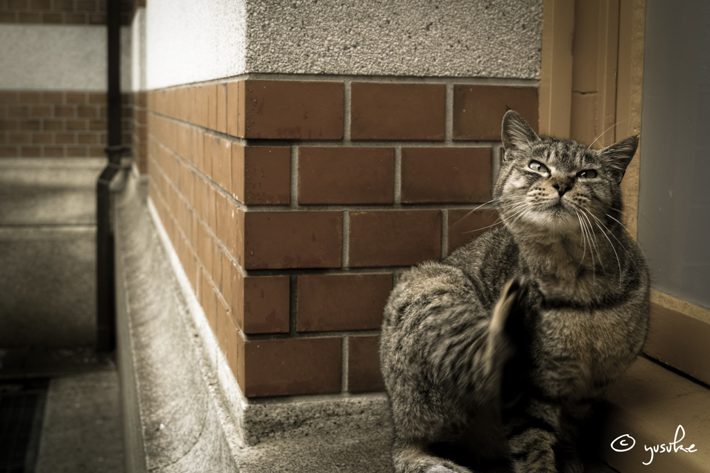 雨宿り中