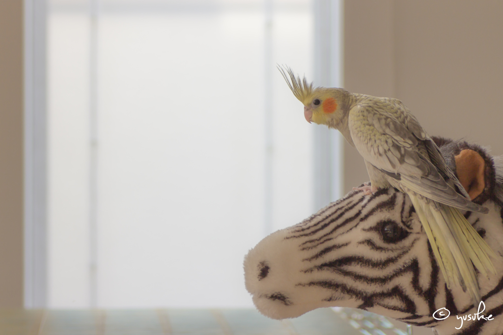 our new familly,	cockatiel 