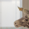 our new familly,	cockatiel 