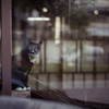 猫殿