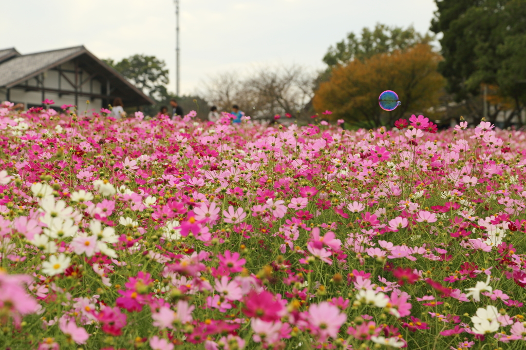 能古島にて（2014,10）-1