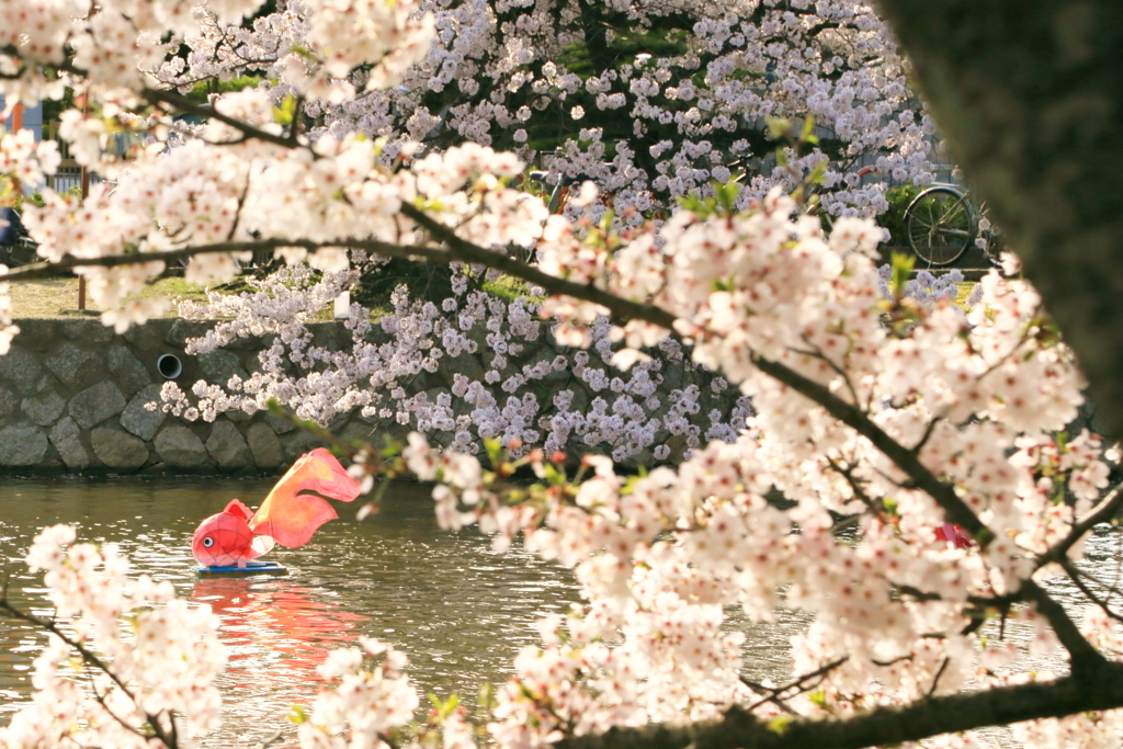 金魚桜