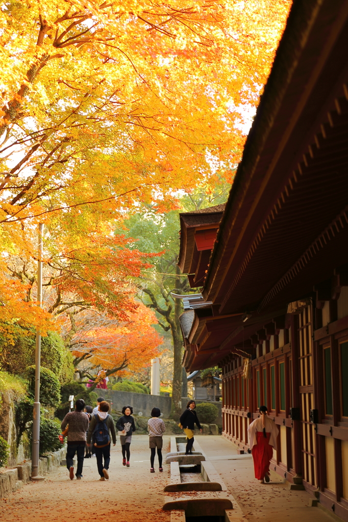 巫女さんんと紅葉