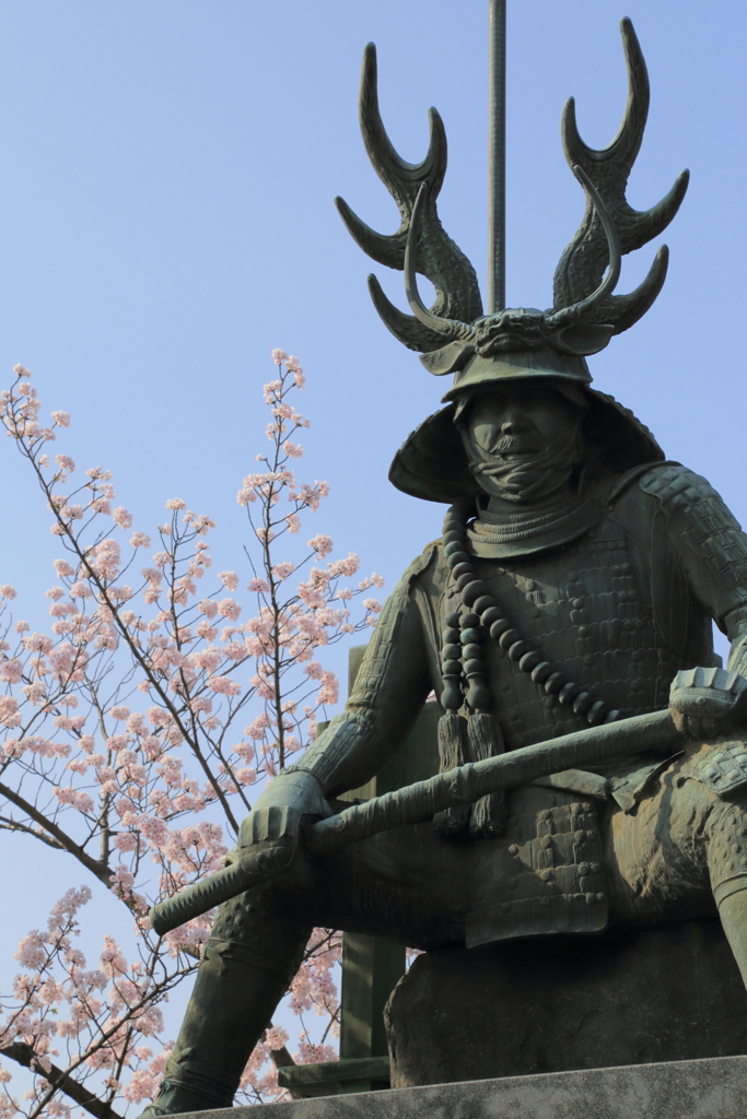 忠勝桜-1