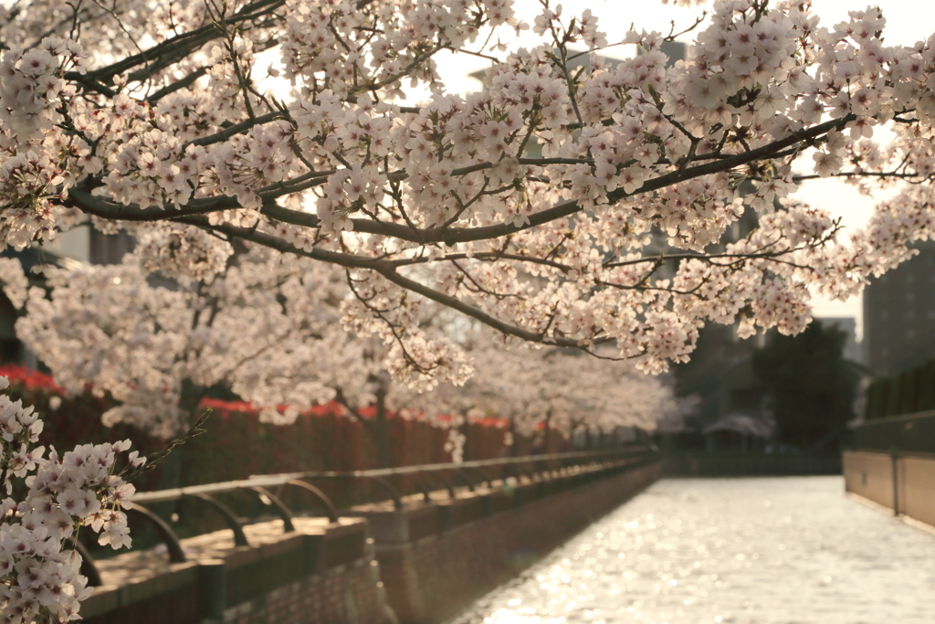 水路桜