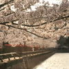 水路桜