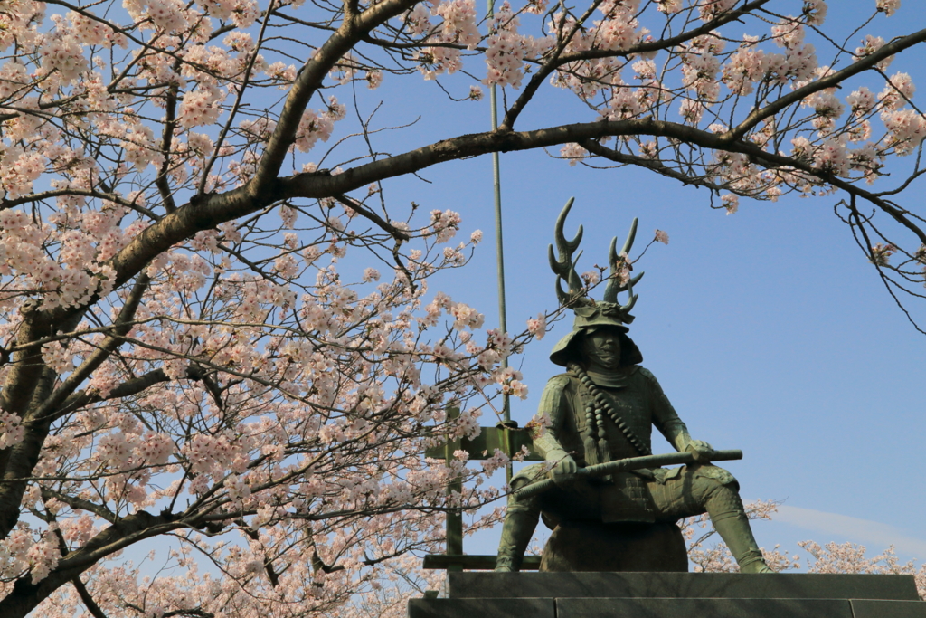 忠勝桜-2