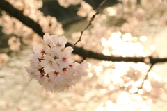 お堀桜