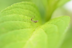 mantis
