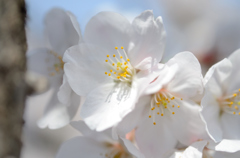 cherry tree