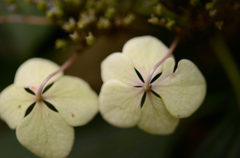 hydrangea