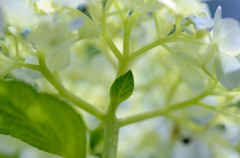 hydrangea
