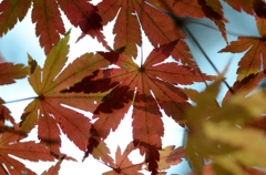 colored leaves