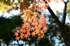 colored leaves