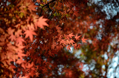 colored leaves