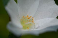 stamen