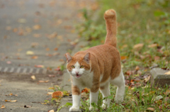 cat