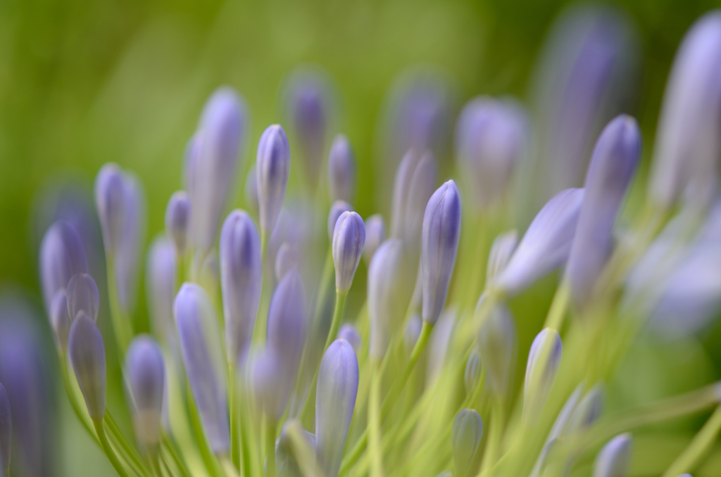 bud